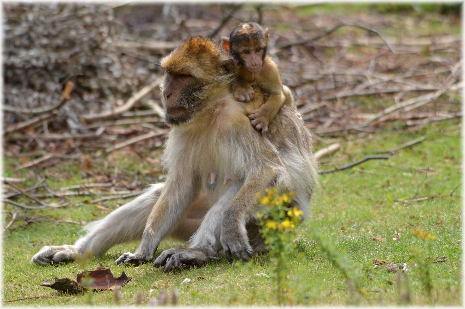 barbary macaque monkey baby monkey free photo