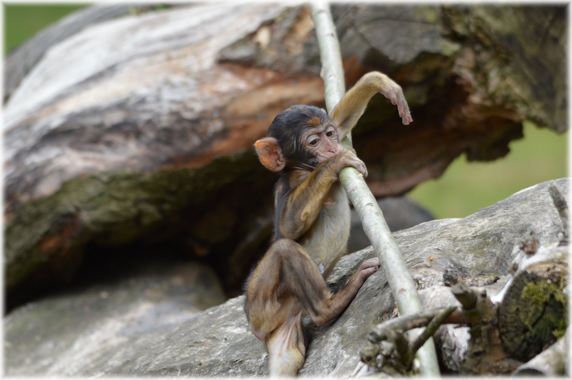 barbary macaque monkey baby monkey free photo