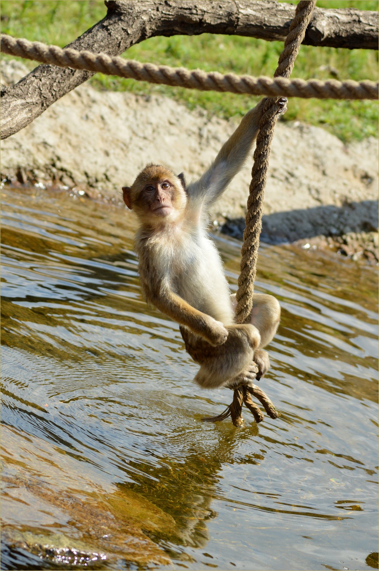 ape monkey berber free photo