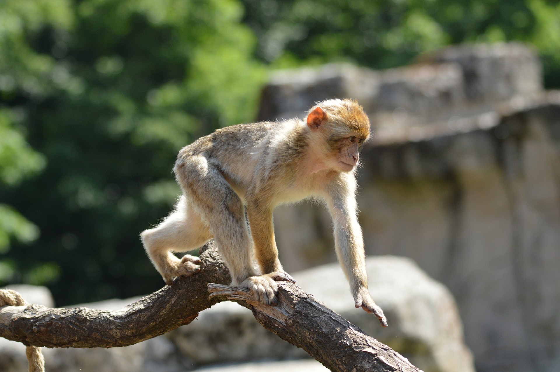 ape monkey berber free photo