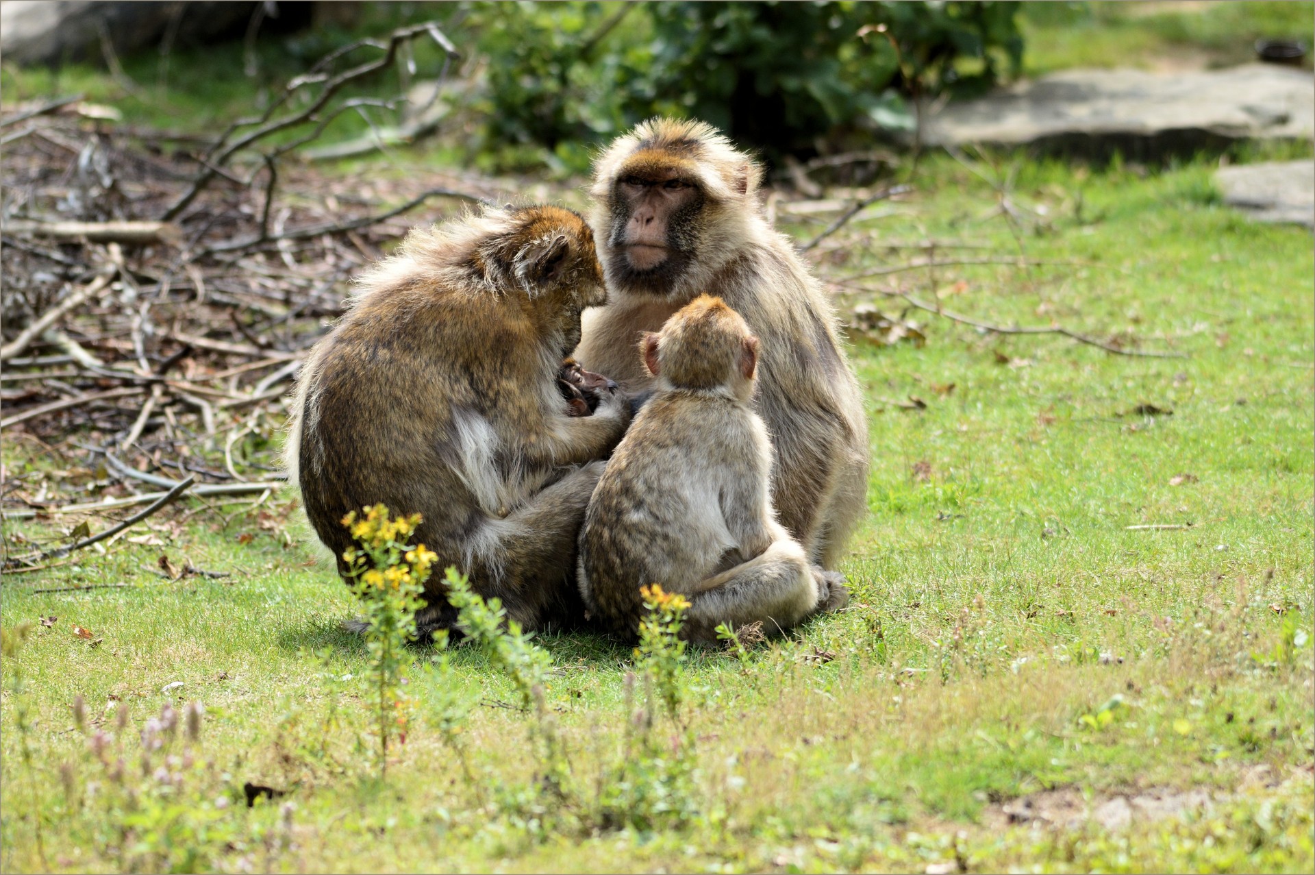 ape monkey berber free photo