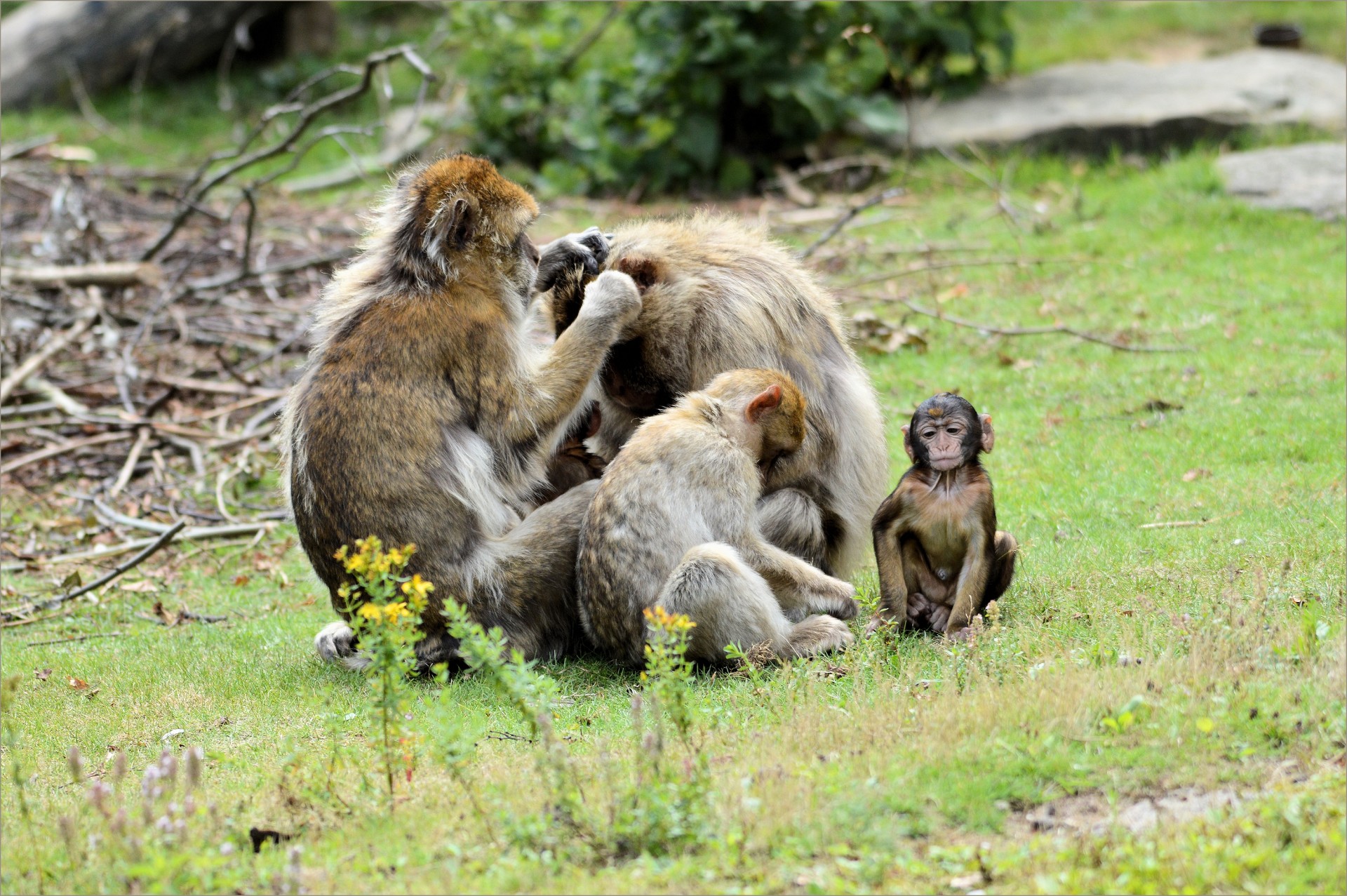 ape monkey berber free photo