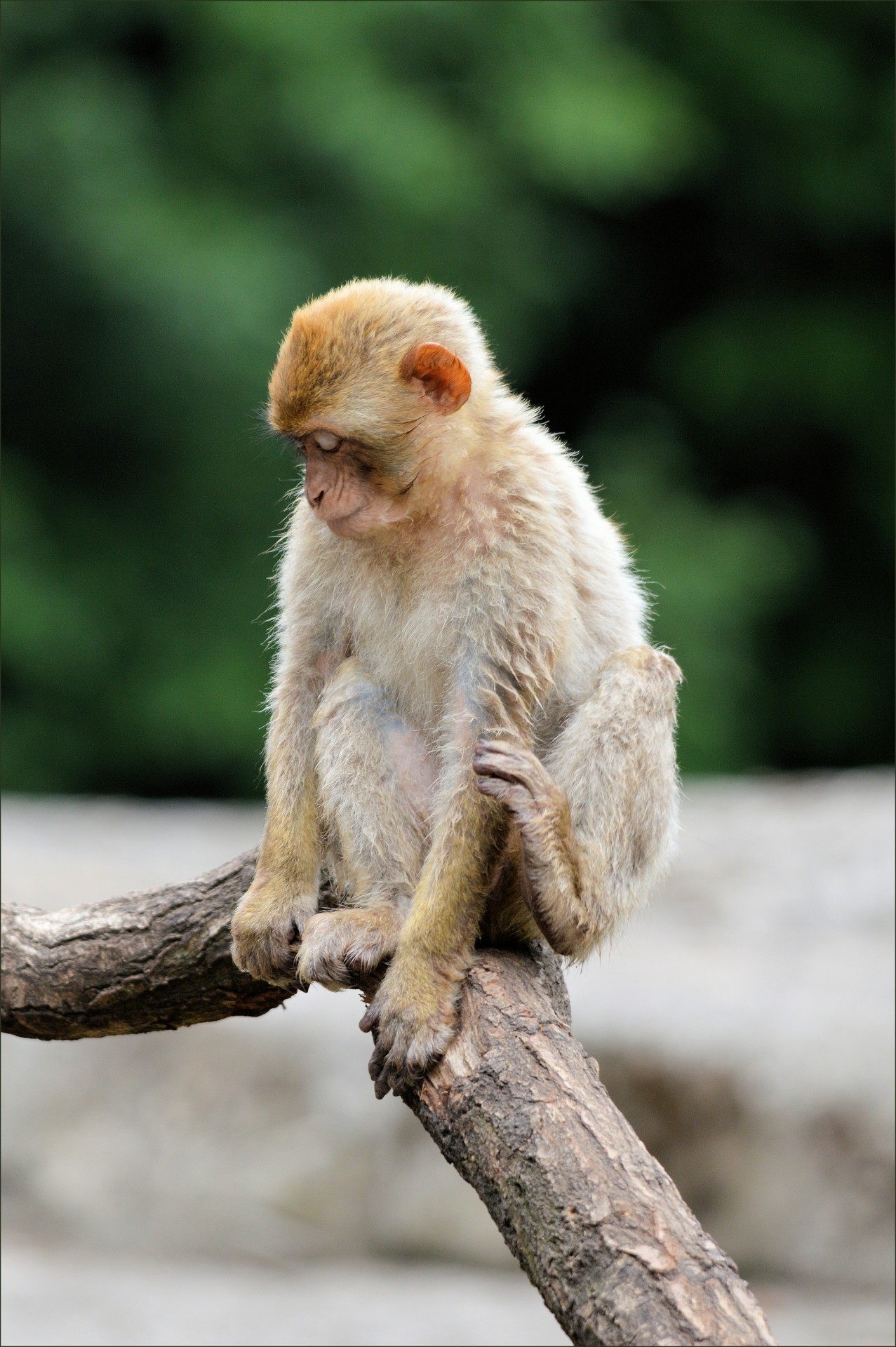 ape monkey berber free photo