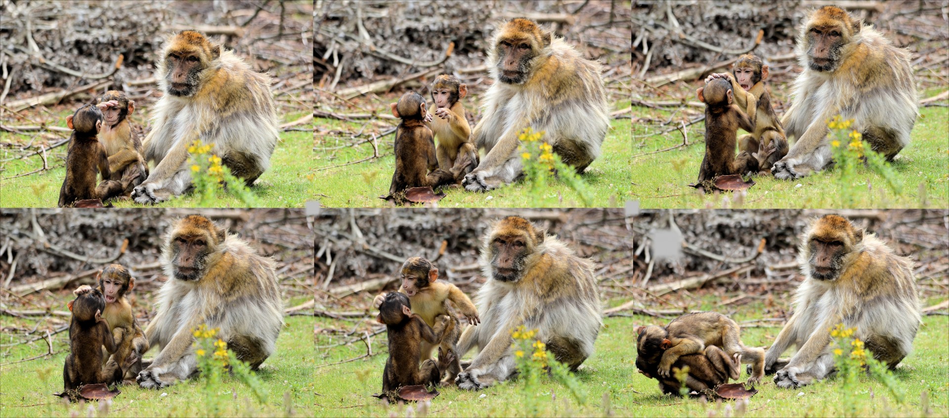 collage berber monkey free photo