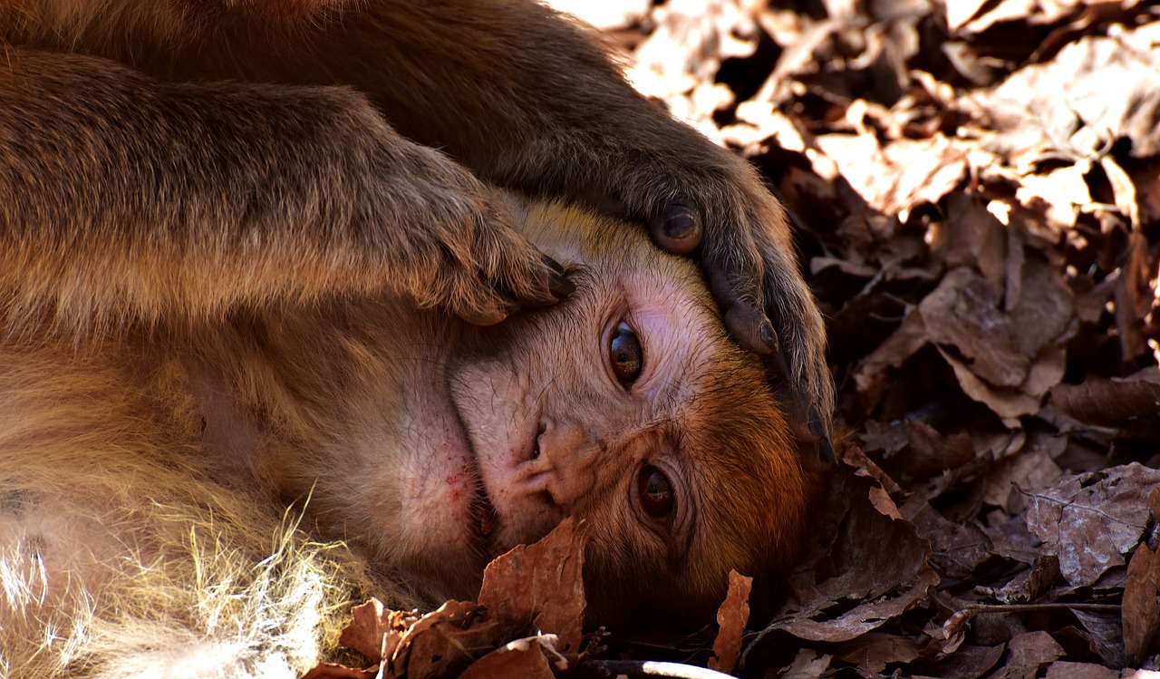 berber monkeys delouse cute free photo