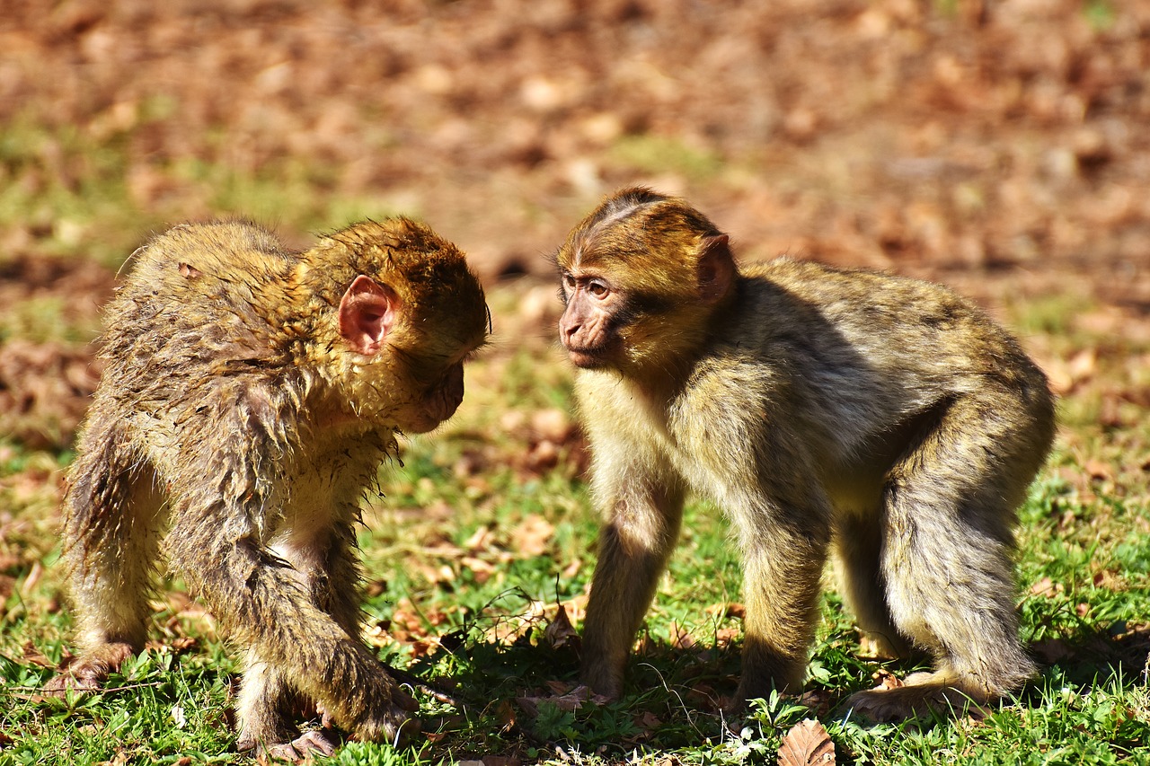 berber monkeys play cute free photo