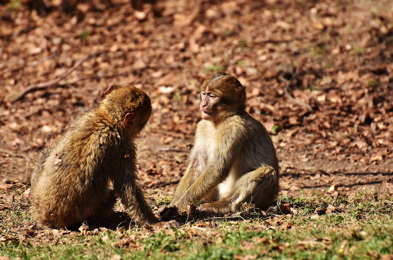 berber monkeys play cute free photo