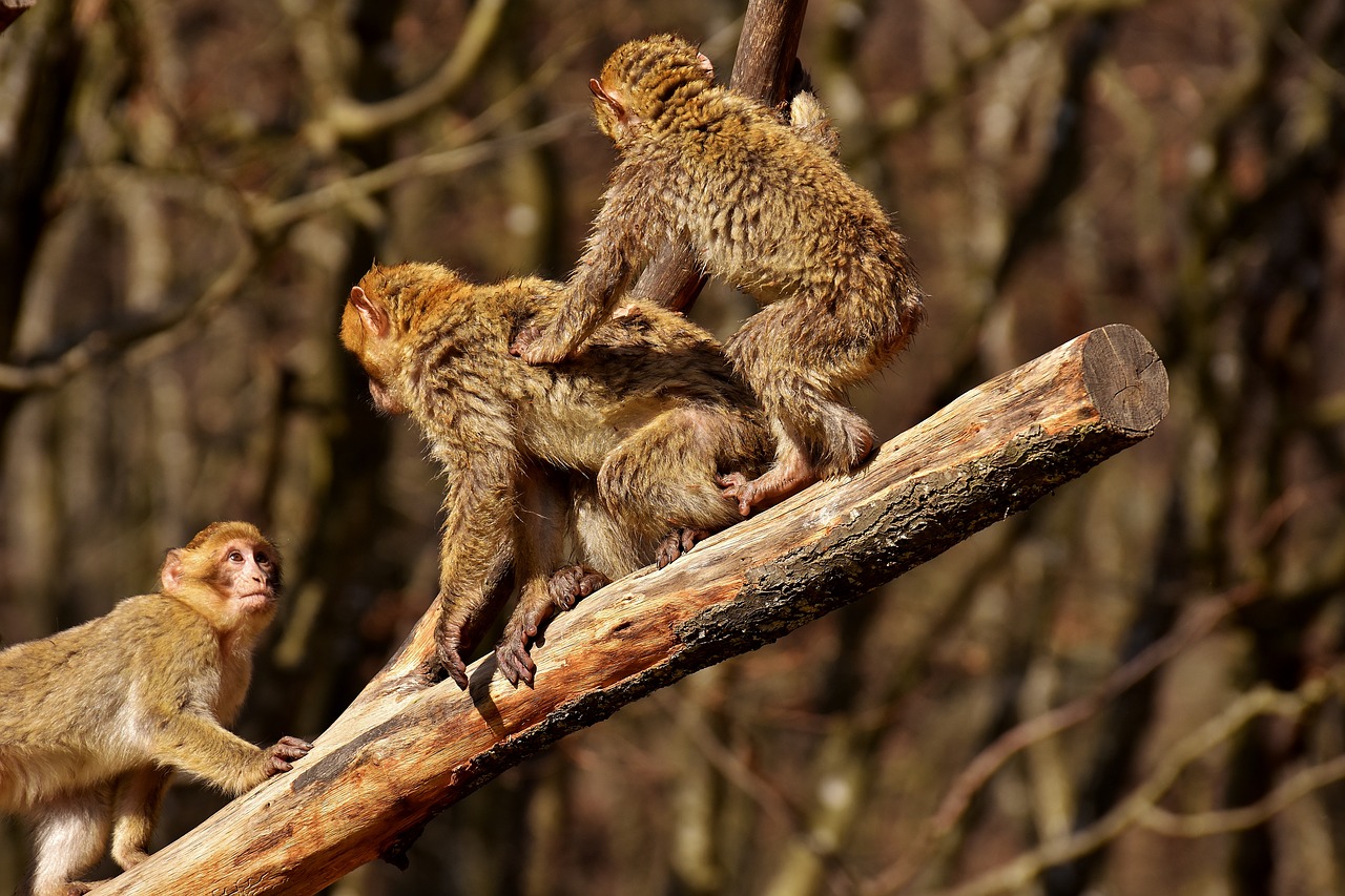 berber monkeys climb play free photo