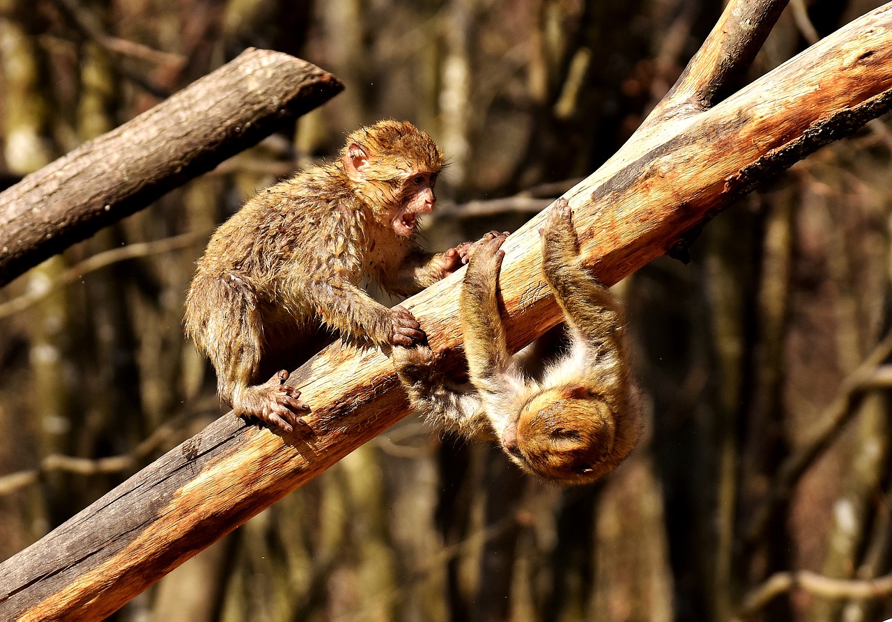 berber monkeys play cute free photo