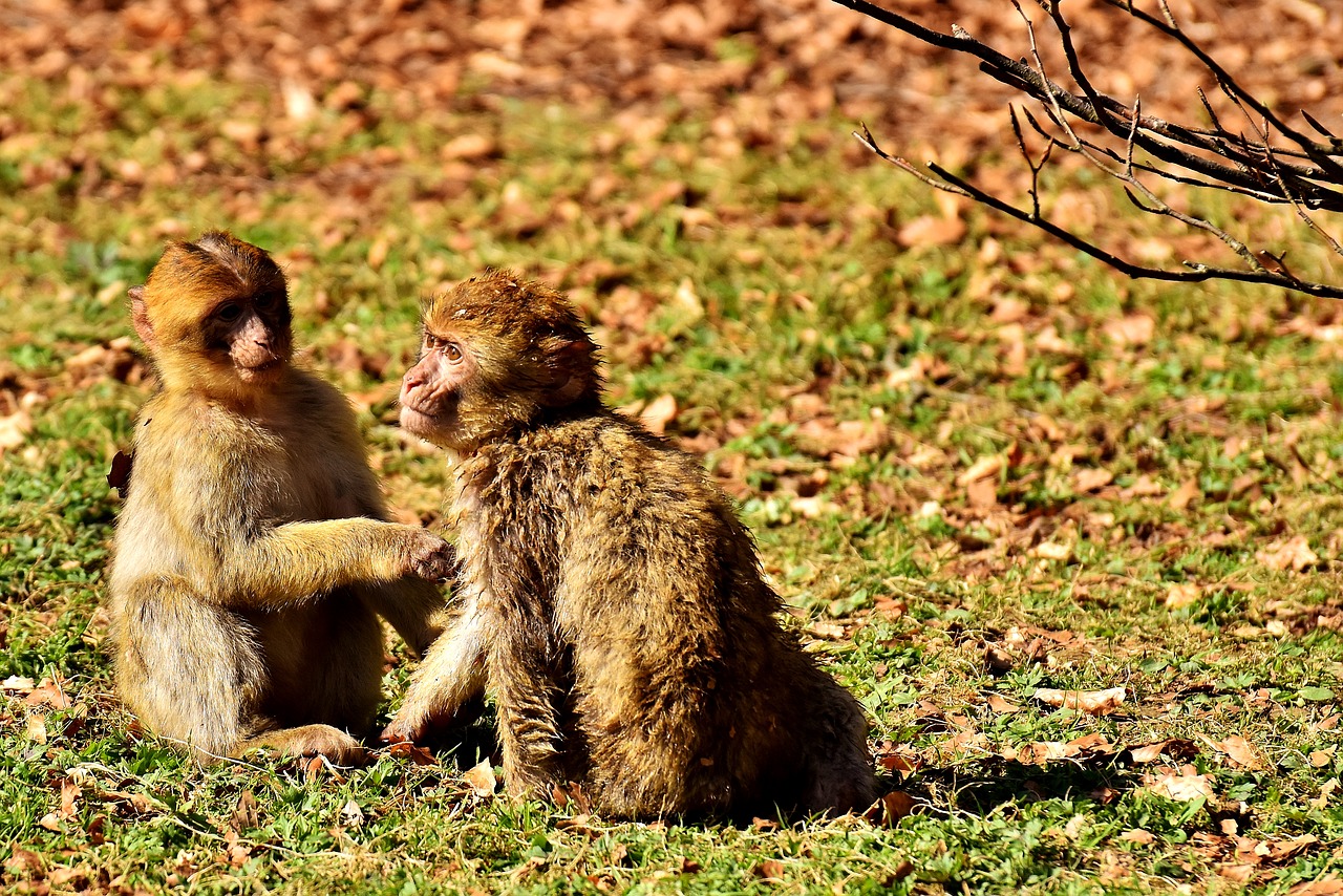 berber monkeys play cute free photo