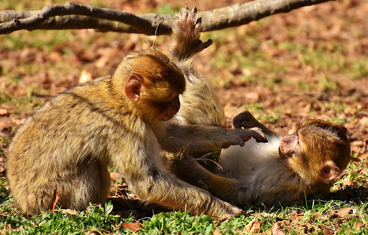 berber monkeys play cute free photo