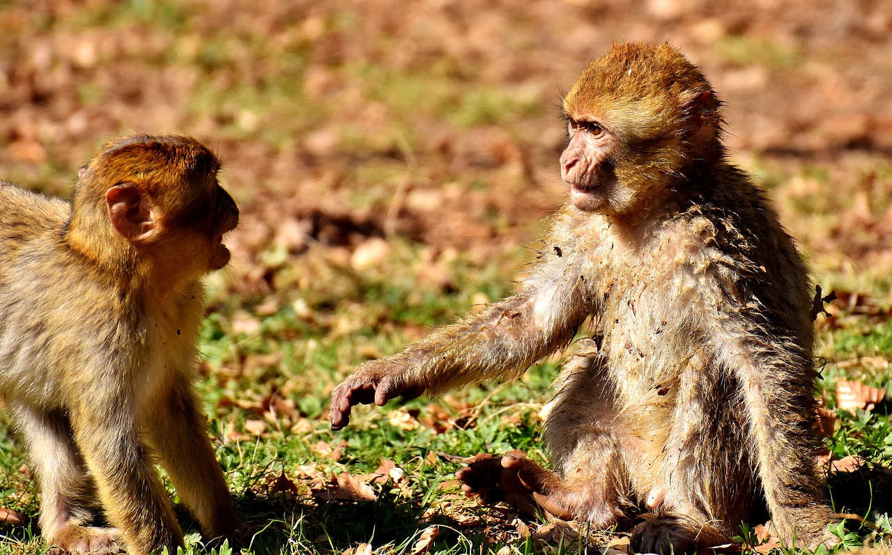 berber monkeys play cute free photo