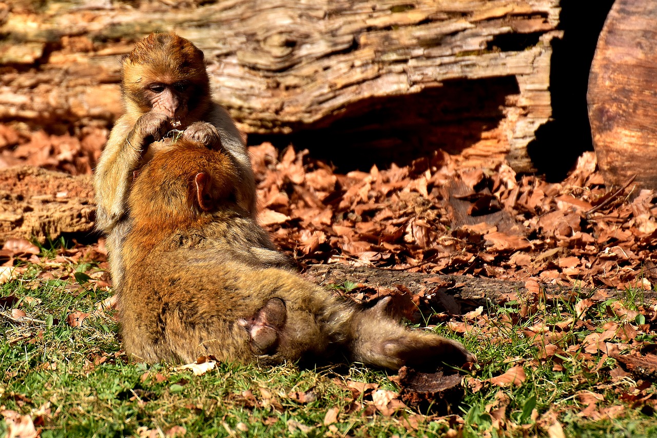 berber monkeys play cute free photo