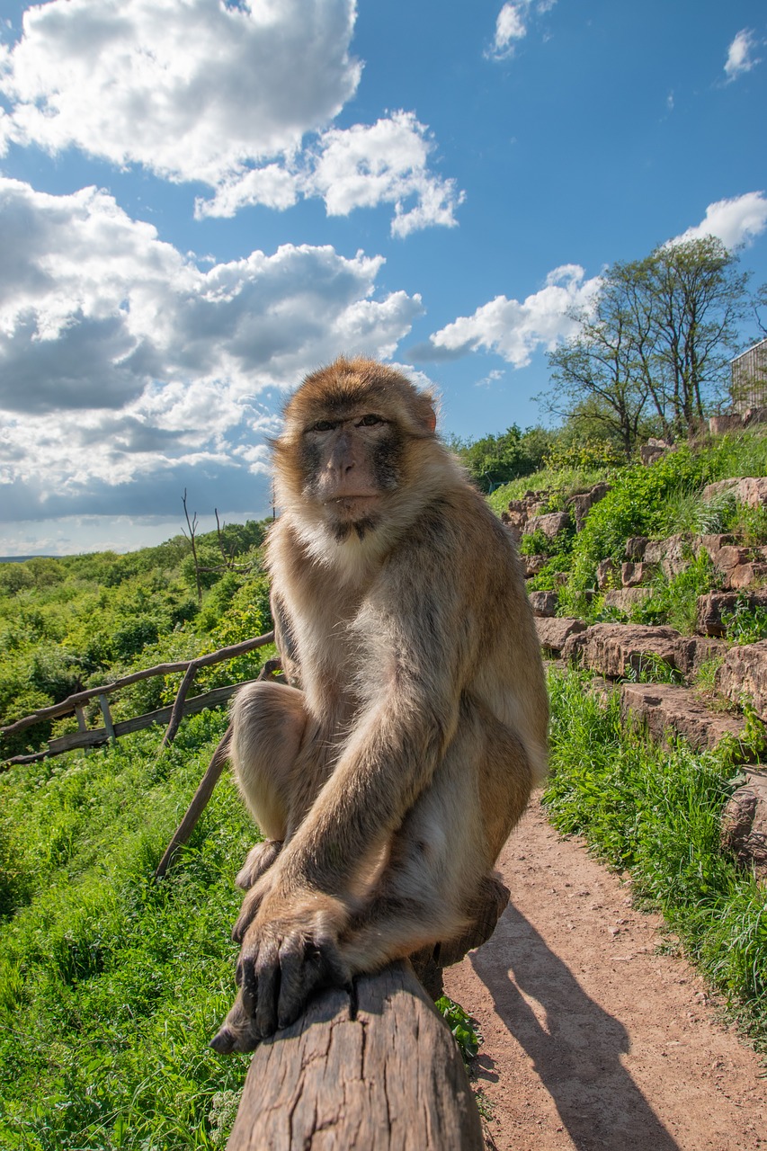 berber monkeys  zoo  erfurt free photo