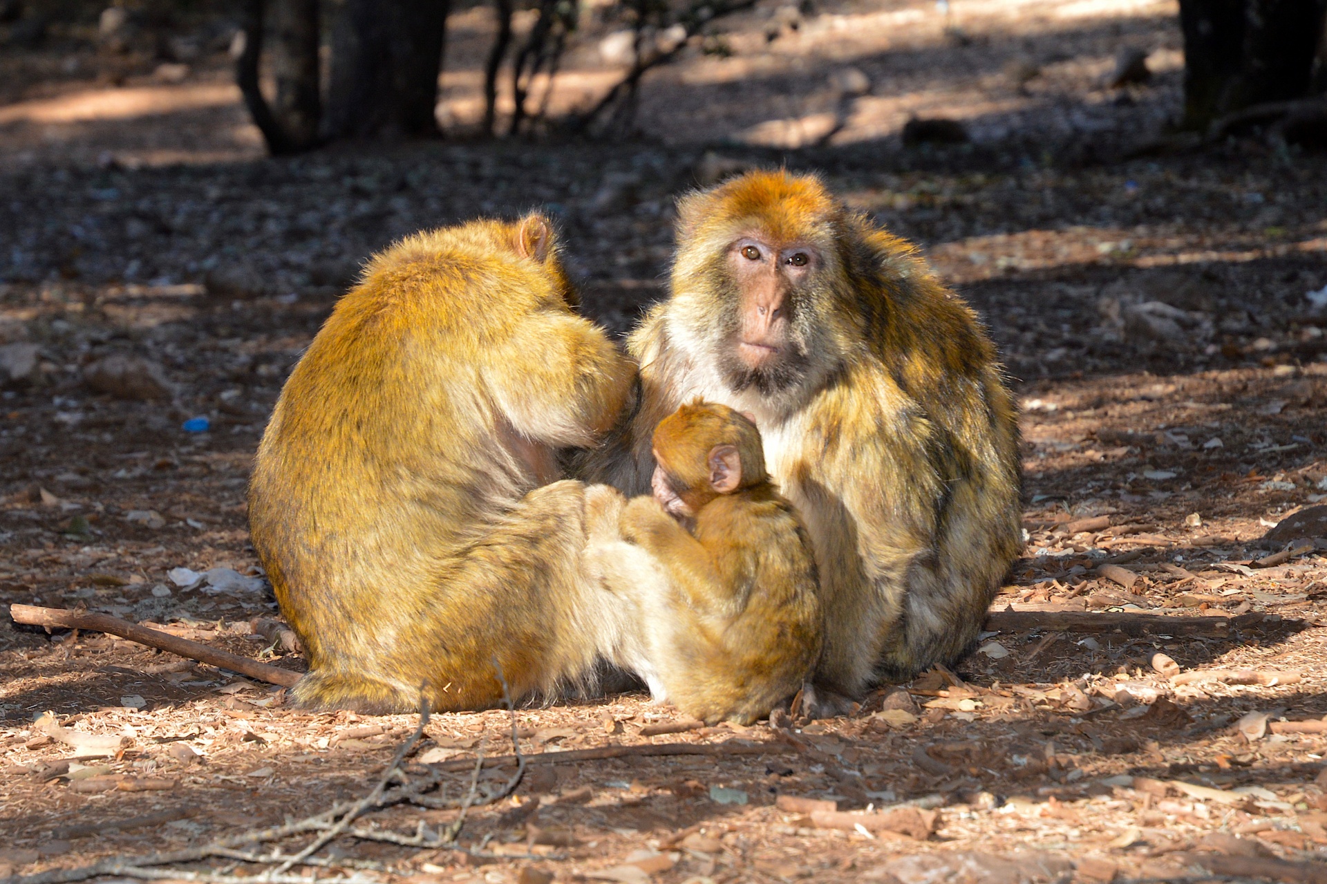 berber monkey atlas mountains free photo