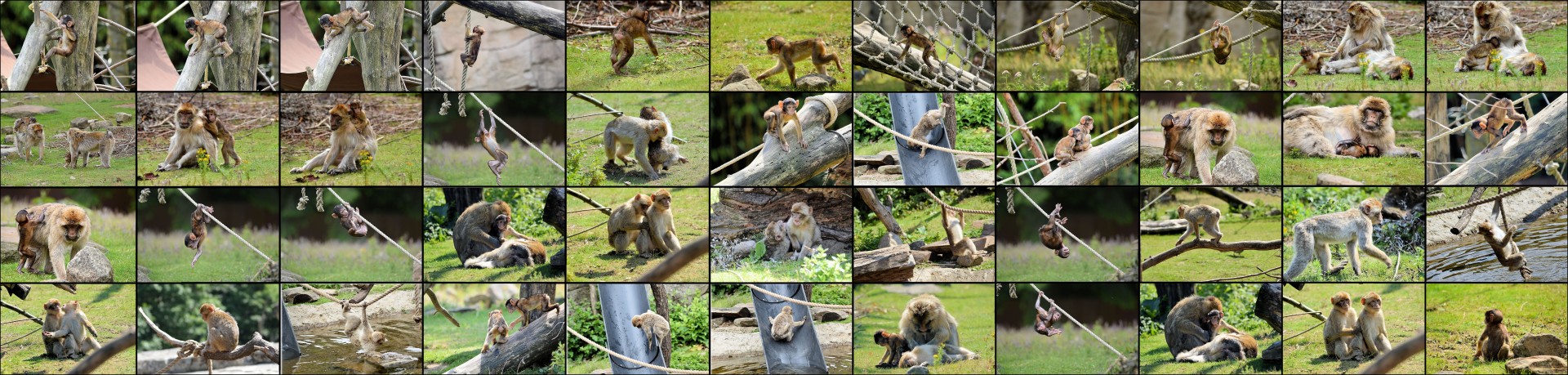 wallpaper monkey ape free photo