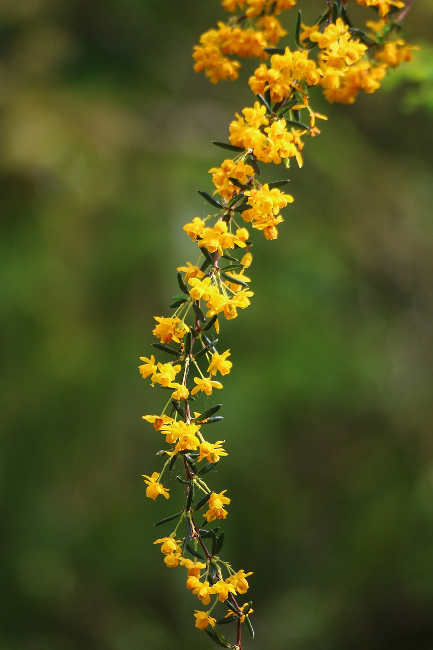 berberis yellow flower shrub free photo