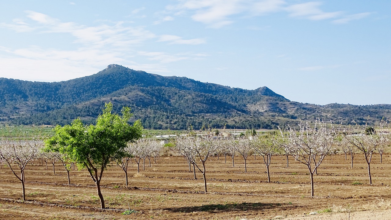 berg  baum  spain free photo