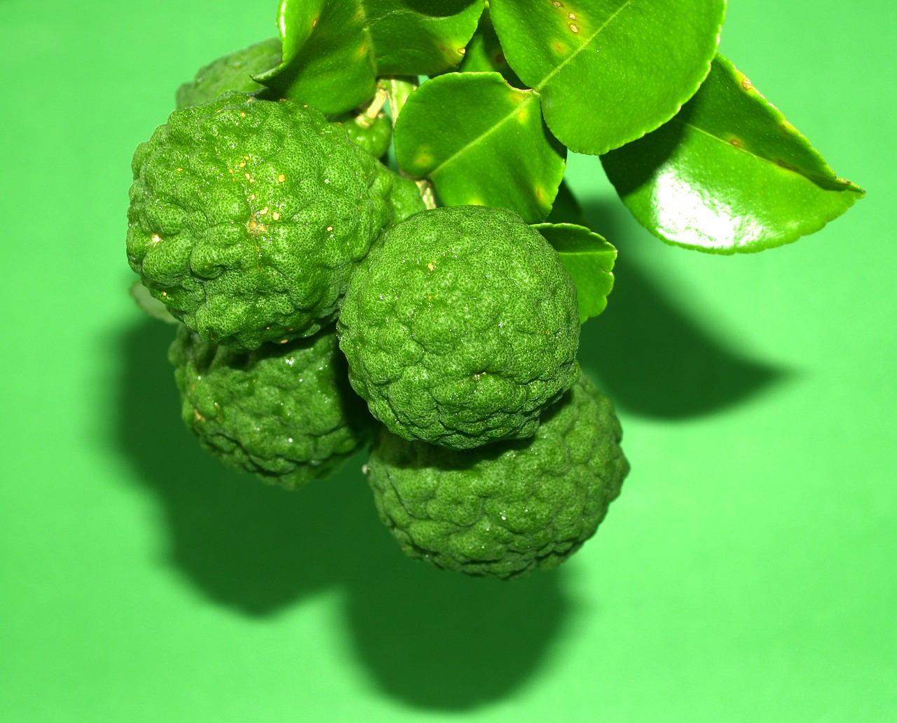 bergamot fruit leaf free photo
