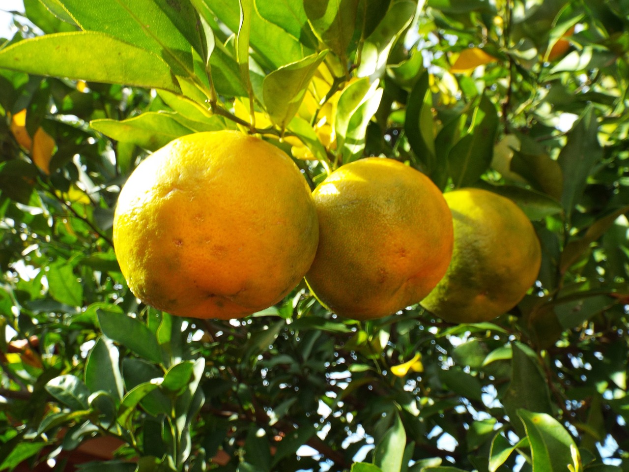 bergamot fruit linda free photo