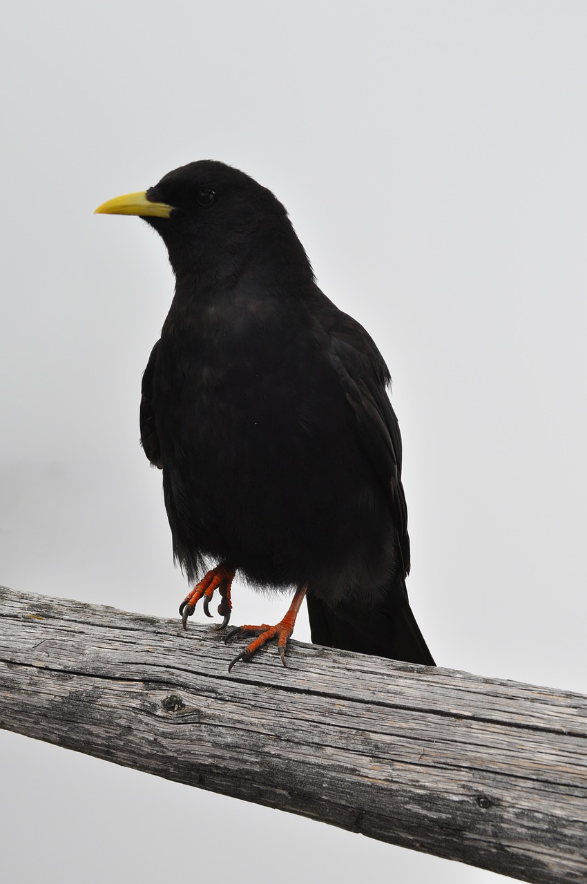 bergdohle jackdaw raven free photo