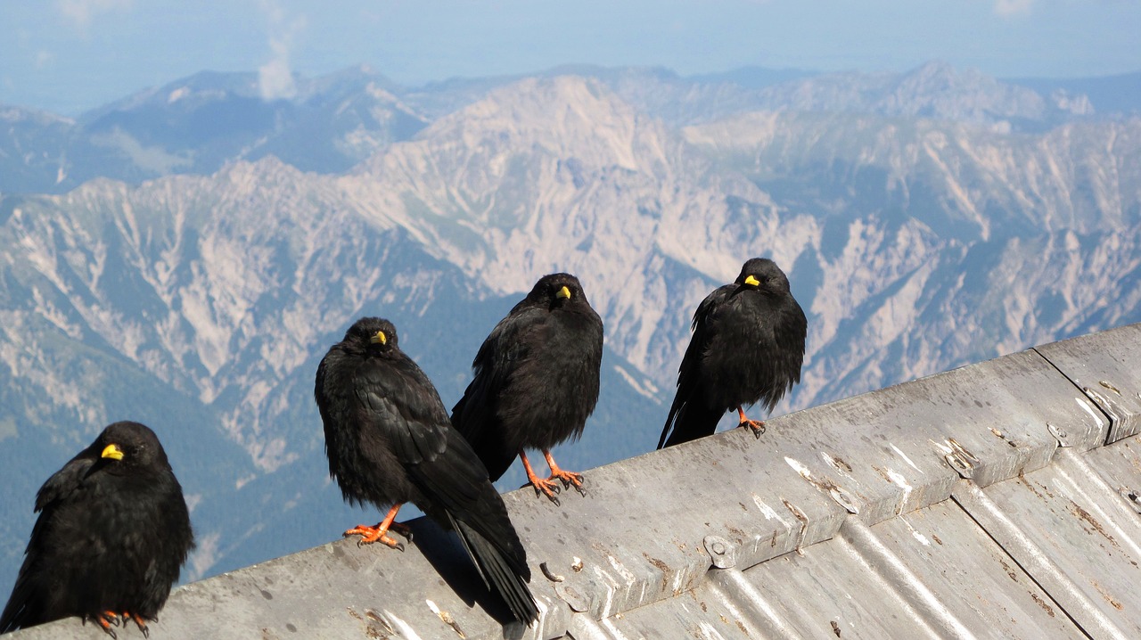 bergdohle  birds  alpine free photo