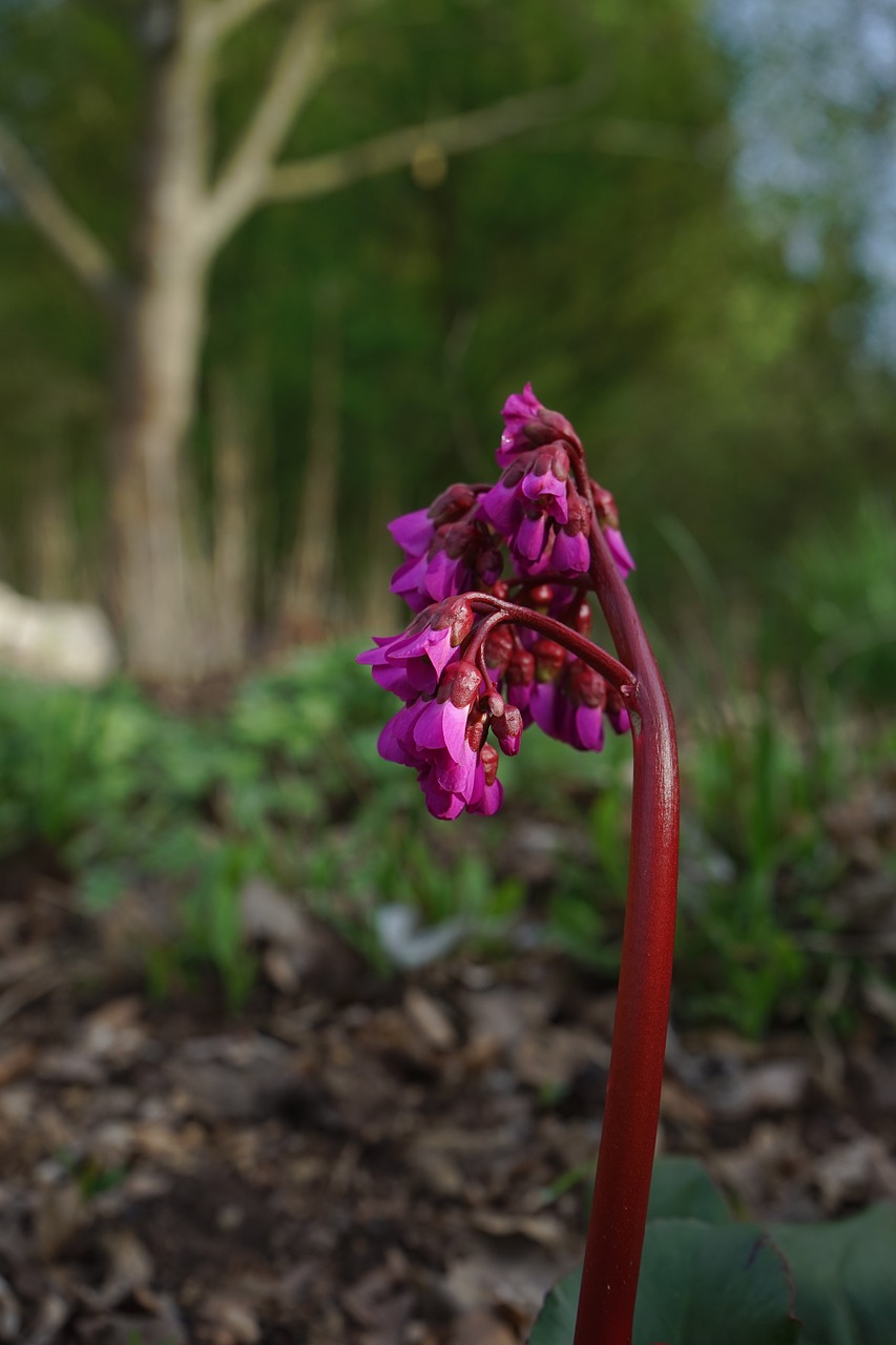 bergenia blossom bloom free photo