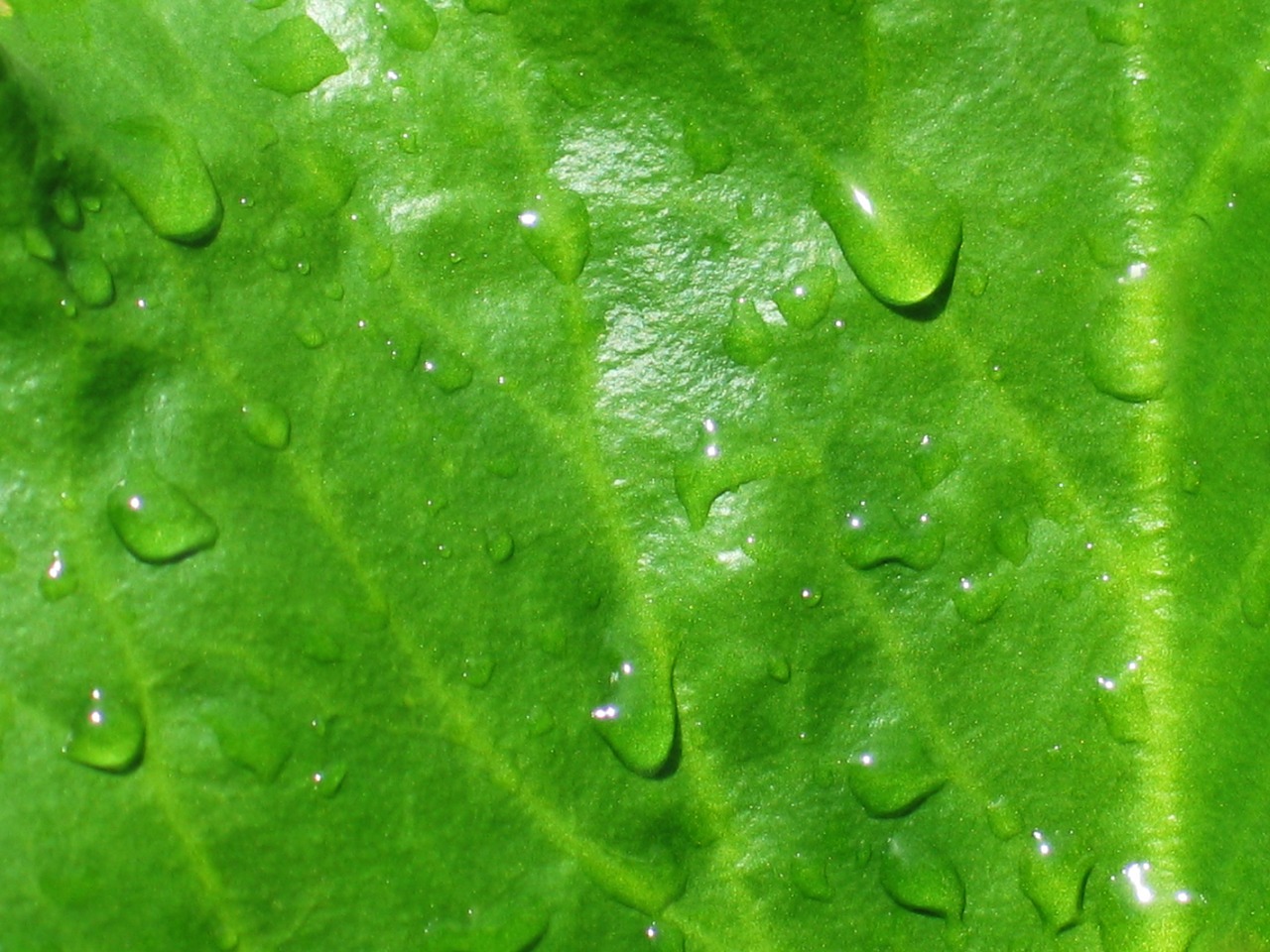 bergenia leaf green free photo