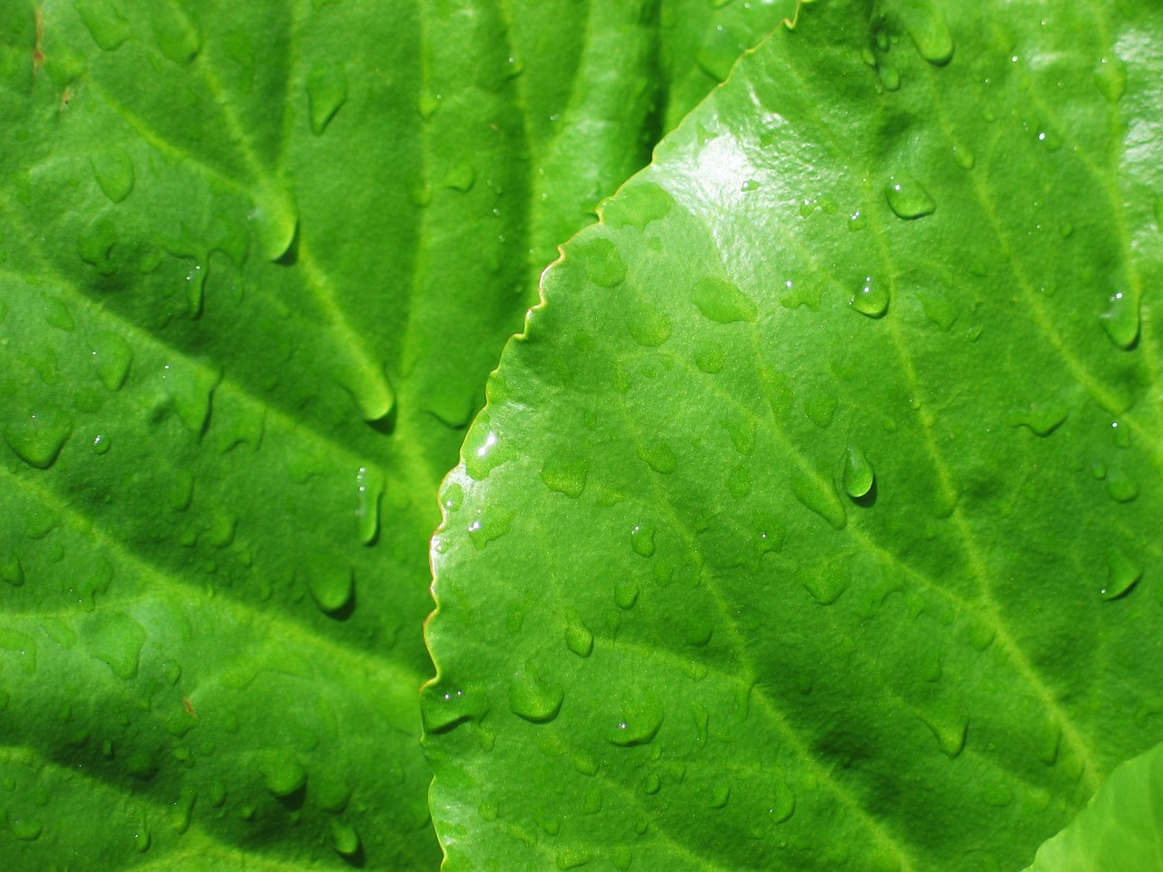 bergenia leaves green free photo