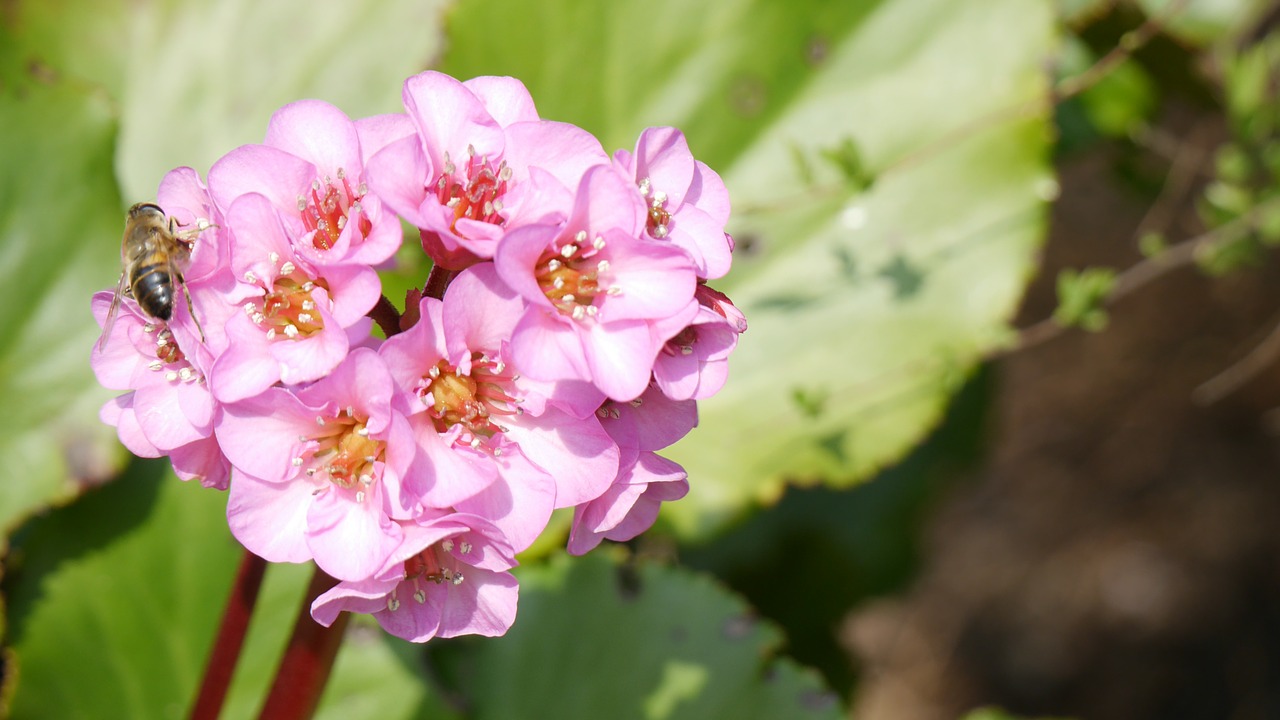 bergenia cordifolia dawn bergeneie free photo