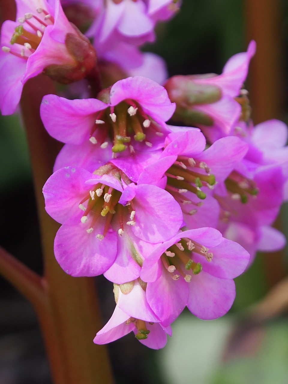 bergenien  flower  spring free photo