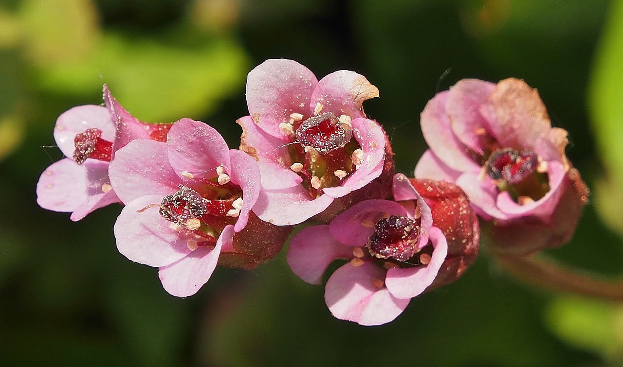 bergenien  flower  spring free photo