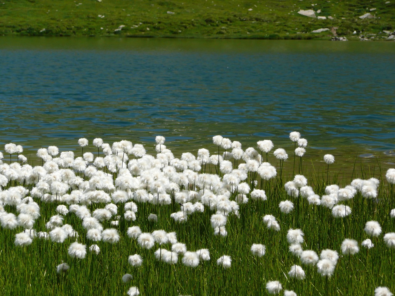 bergsee flowers water free photo