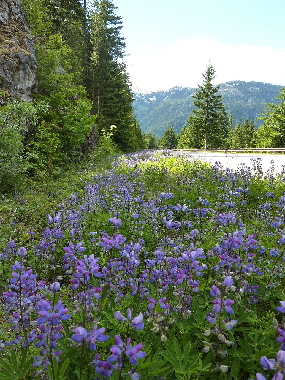 bergstrasse roadside flower ribbon free photo