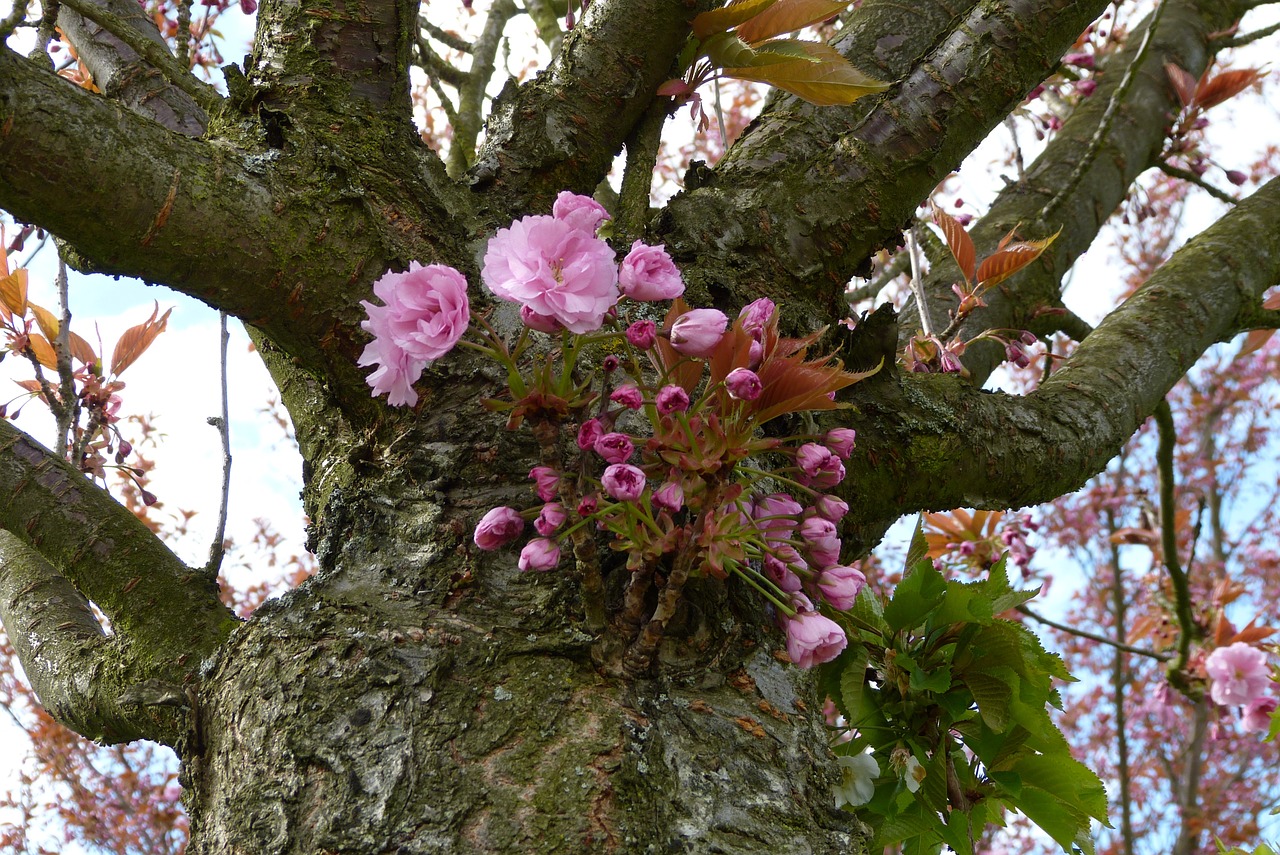 Download Free Photo Of Berlin teltow cherry Blossom Park japanese 