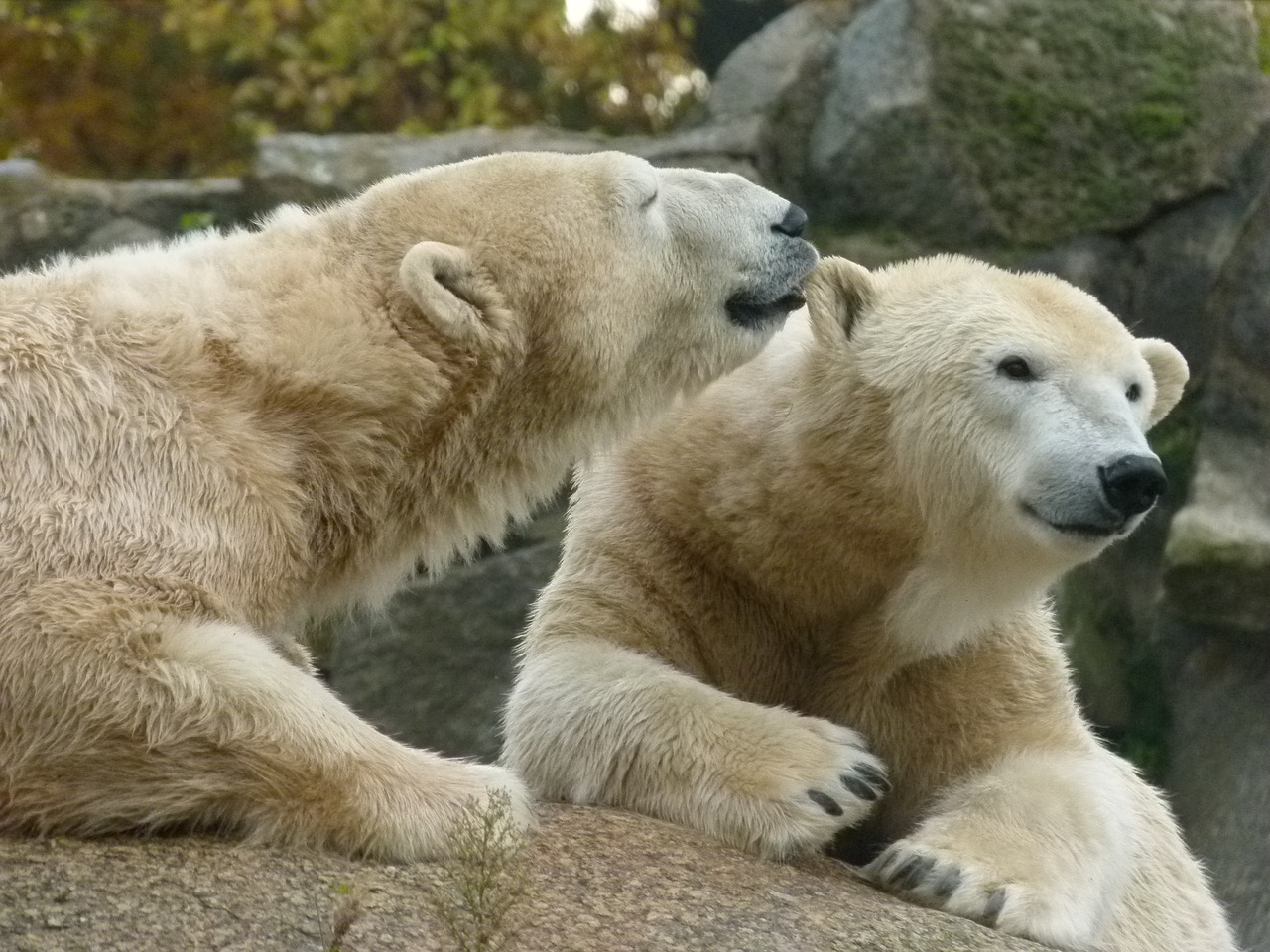 berlin zoo polar bears free photo