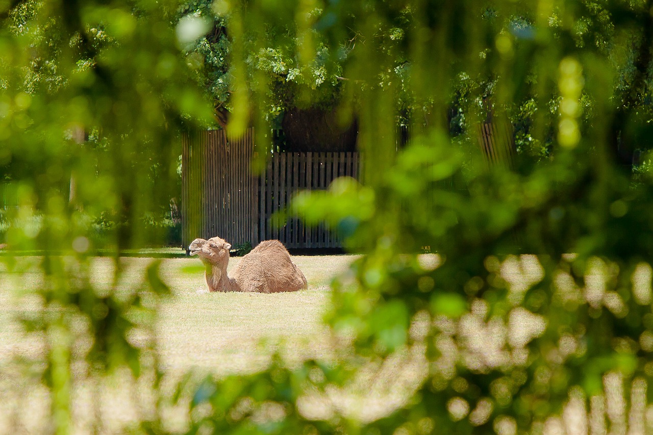 berlin zoo camel meadow free photo