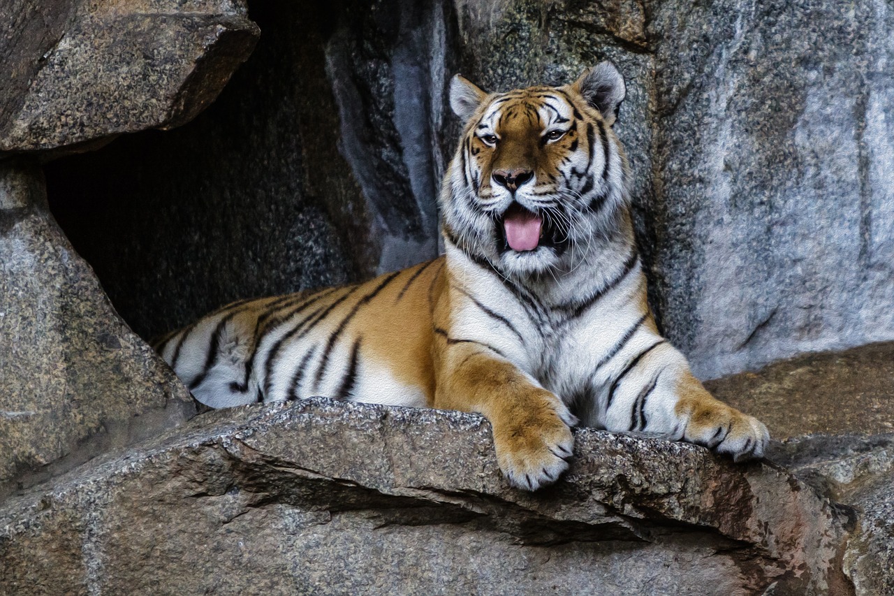 berlin zoo tiger free photo