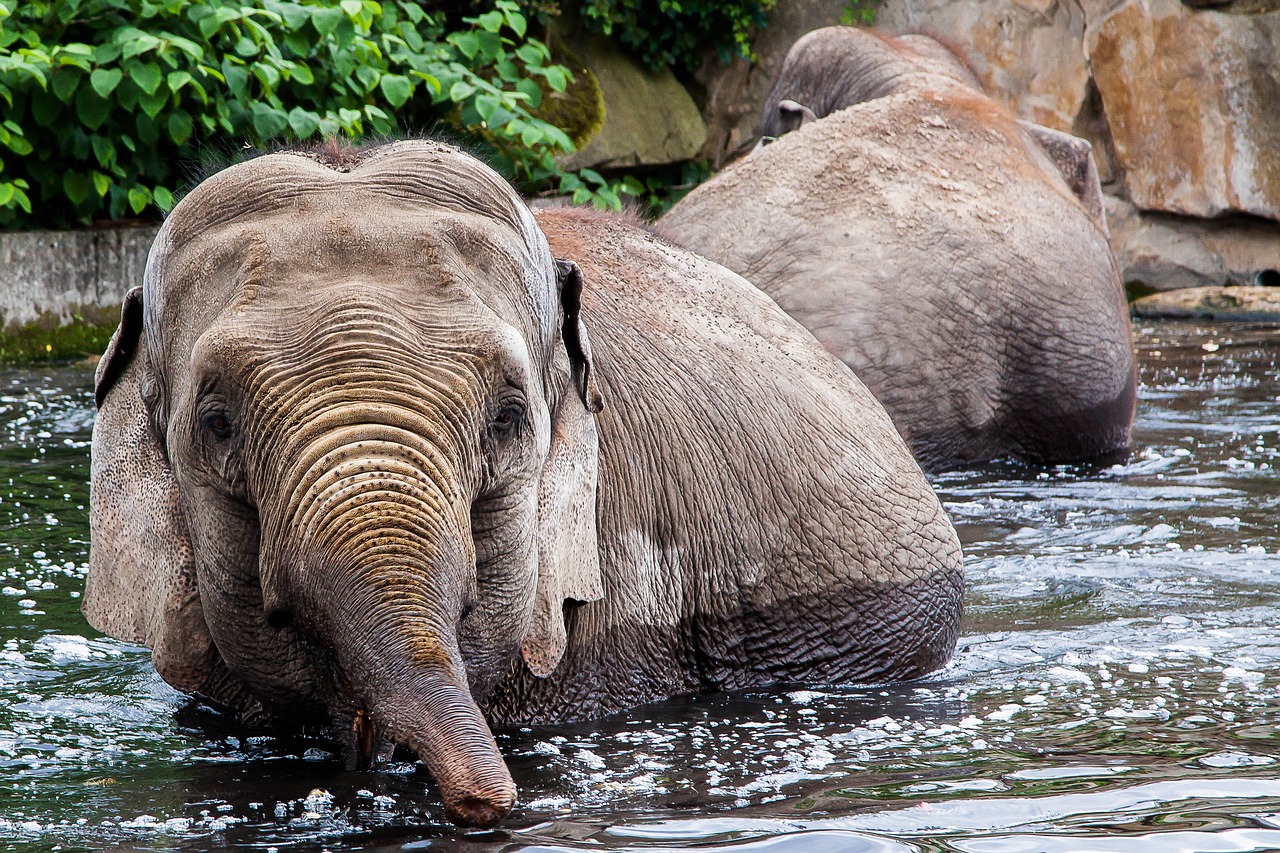 berlin zoo elephant free photo