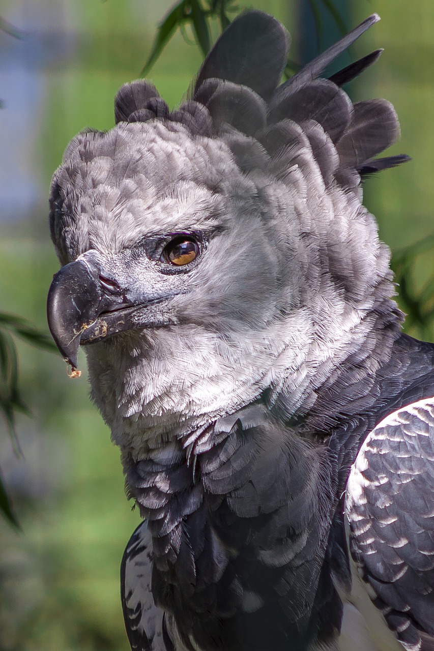 berlin zoo bird free photo