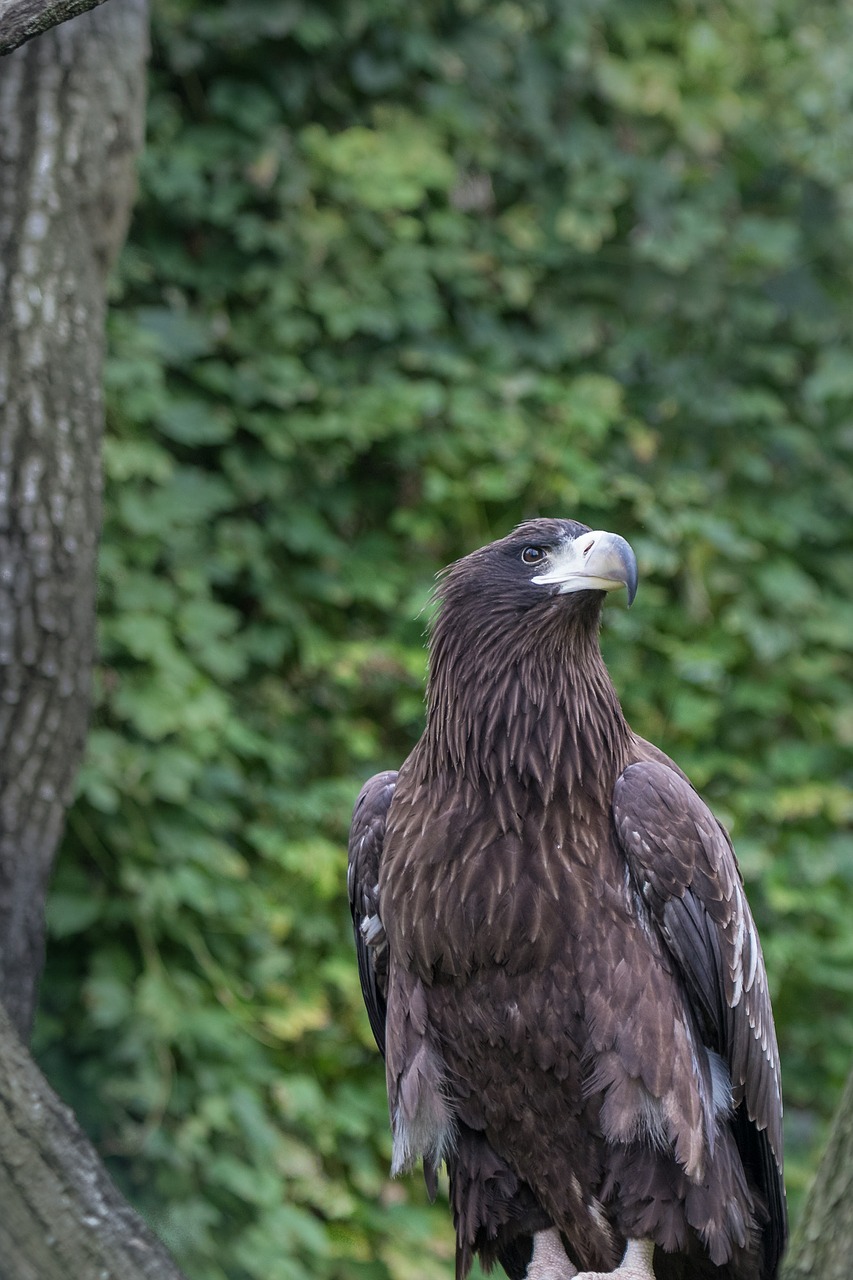 berlin zoo adler free photo