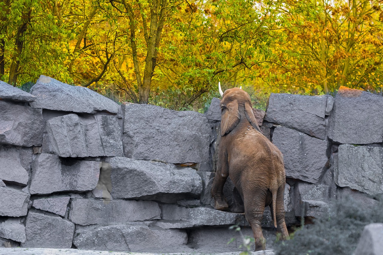 berlin zoo elephant free photo