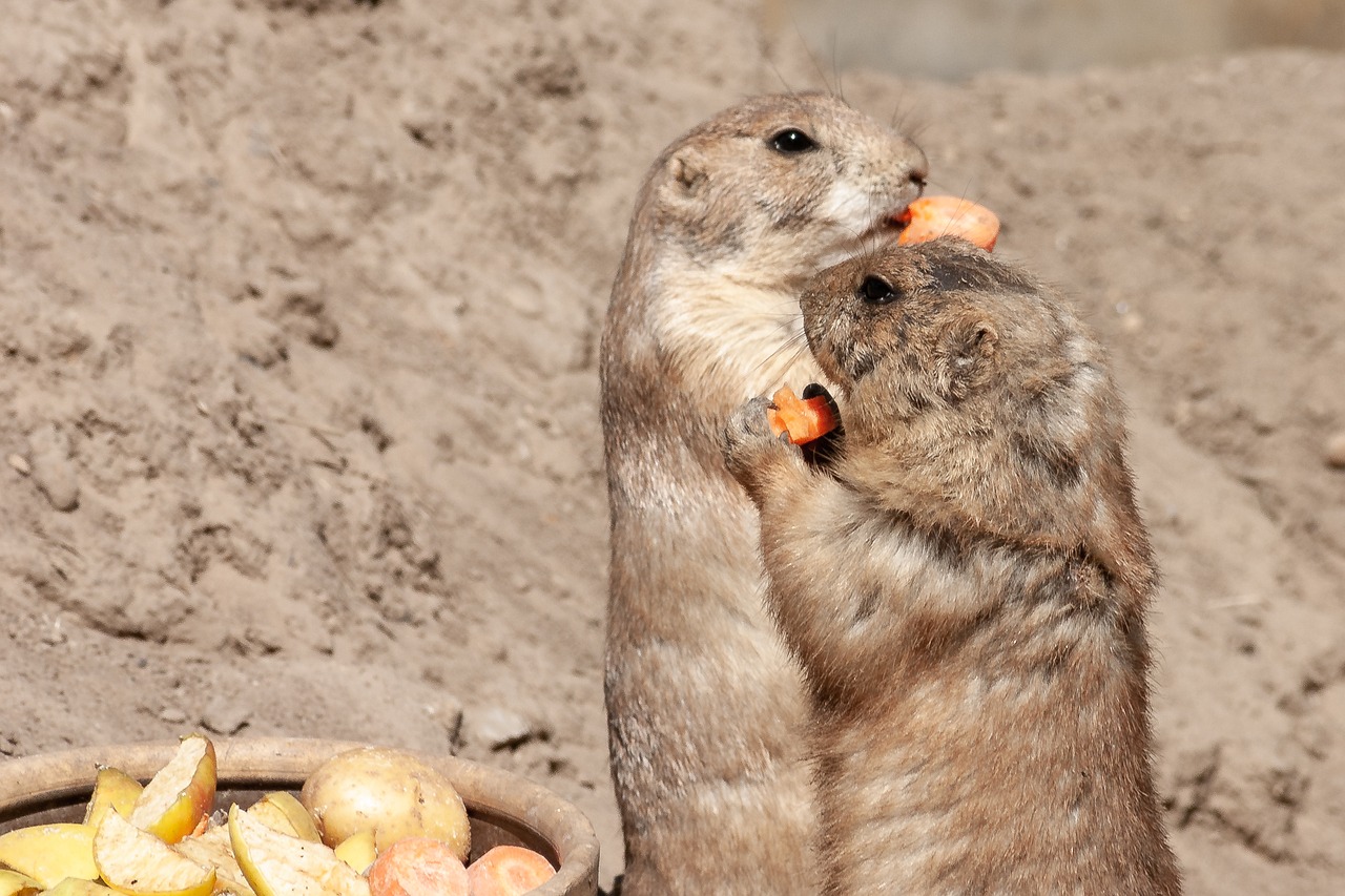 berlin  animal park berlin  nager free photo