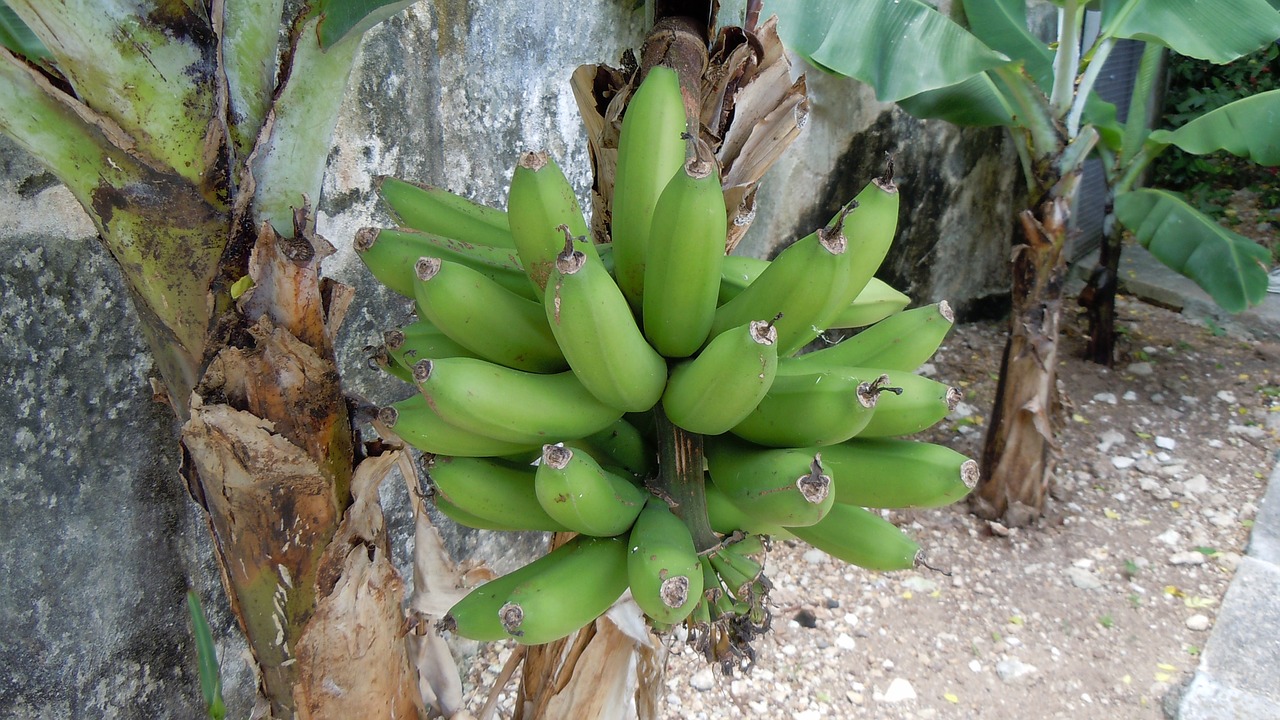 bermuda bananas plant free photo