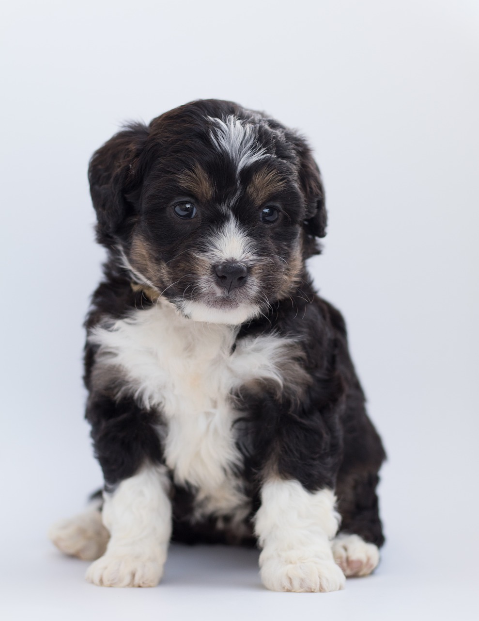 bernedoodle  dog  puppy free photo