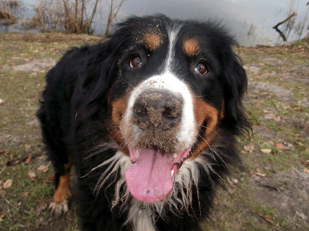 berner dog white bib free photo