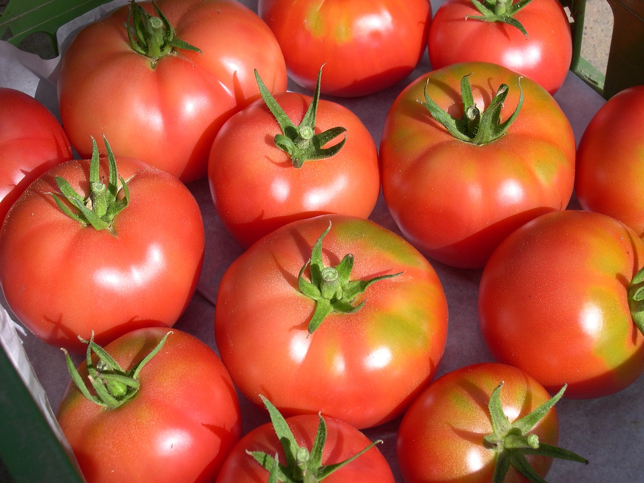 berner rosen tomatoes tomato free photo