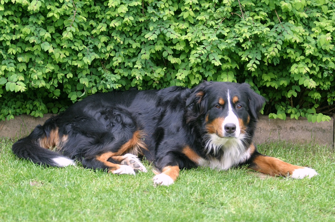 berner sennen dog dog purebred dog free photo