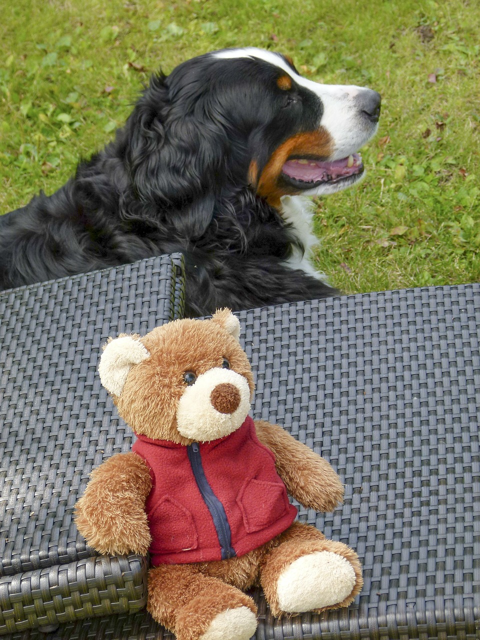 bernese mountain dog free photo