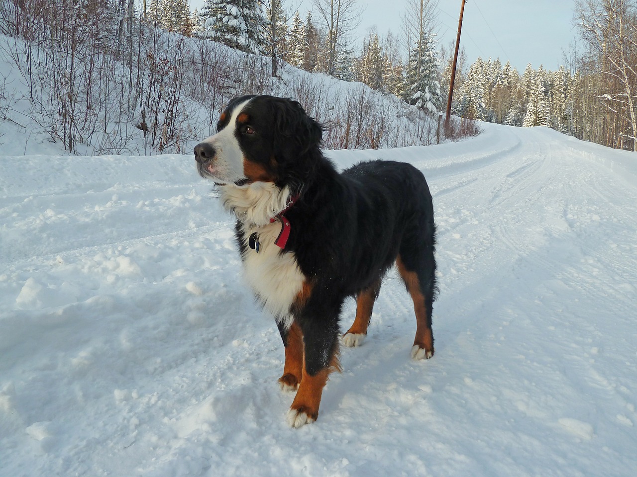 bernese mountain dog free photo